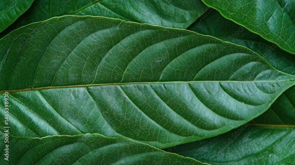 Obraz premium Lush green leaves tightly packed, showcasing intricate vein patterns