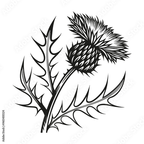 A corn flower icon with spiky petals and a vibrant silhouette