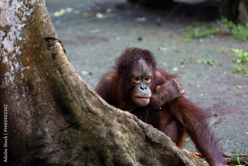 Obraz premium Young 3 year old Orangutan or (Pongo) part of the primate family at a safari park in Bali can be seen sitting on the floor peering round a tree