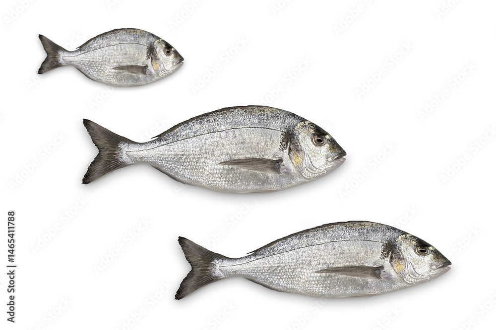 Fototapeta premium Design image of fresh gray fish on a white background