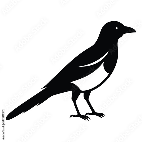 A stark black magpie with defining white patches stands against a transparent background
