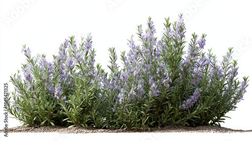 A stunning image of rosemary, (Salvia rosmarinus, Rosmarinus officinalis) plant set frontal bush herbaceous perennial plant isolated png on a white background perfectly cutout.