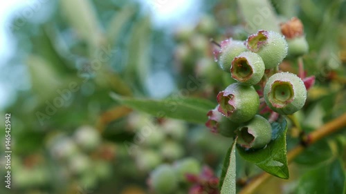 Lush blueberry branch with unripe fruit, set against a backdrop of greenery.