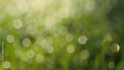 Out-of-focus close-up view of dewy grass, camera pans left to right with blurred