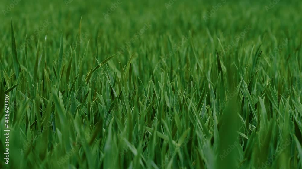 Lush Green Grass Field A Stunning Representation of Natures Beauty in Full Bloom Lush Green Grass Field A Stunning Representation of Natures Beauty in Full Bloom