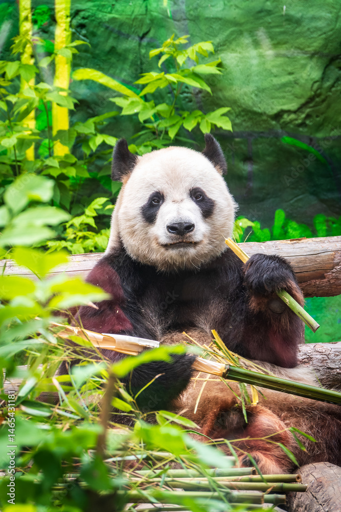 The Giant Panda Bear sits while eating a bamboo stalk