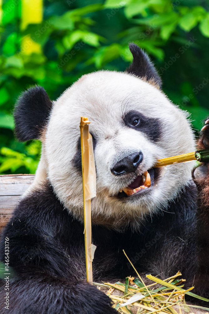 The Giant Panda Bear sits while eating a bamboo stalk