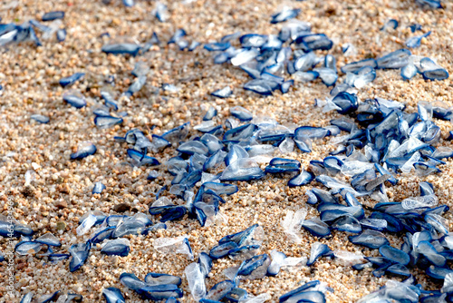 Cluster of velella jellyfish washed up on sandy beach creating a striking natural texture photo