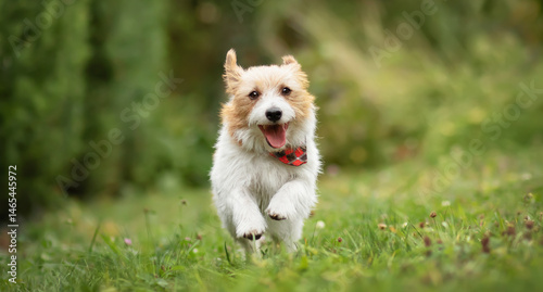 Smiling happy active terrier dog running in the grass. Puppy hyperactivity. Pet love banner or background.