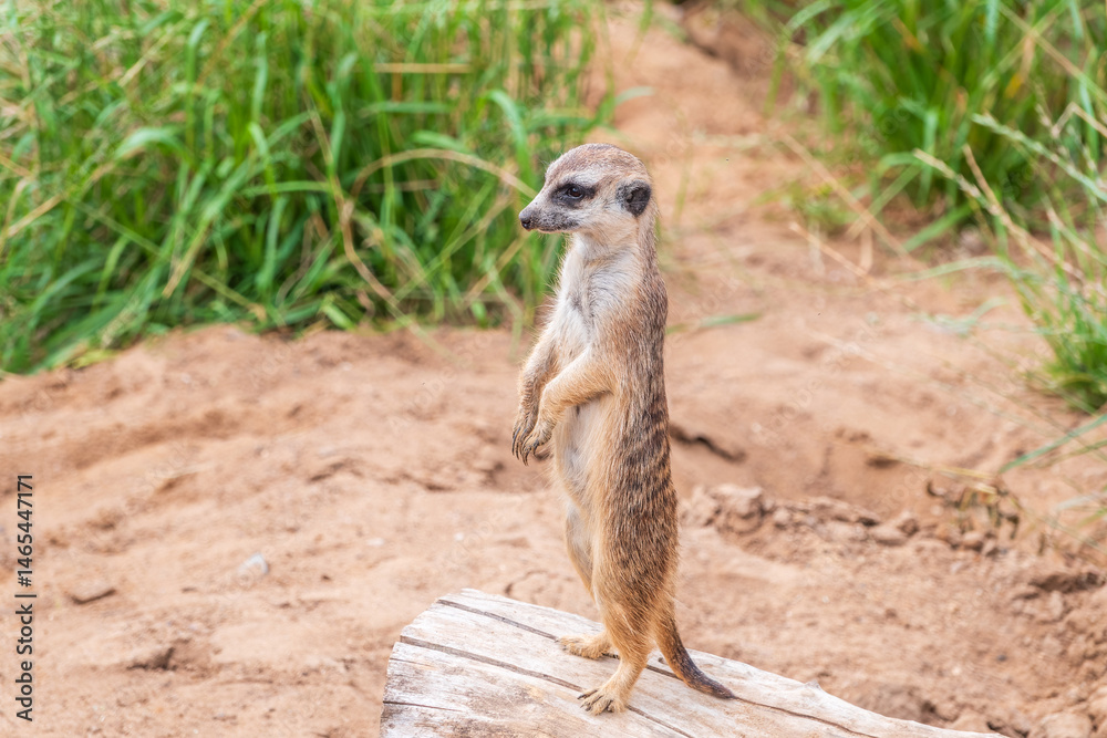 Meerkat, Suricata suricatta, on hind legs. Portrait of meerkat standing on hind legs with alert expression. Portrait of a funny meerkat sitting on its hind legs.