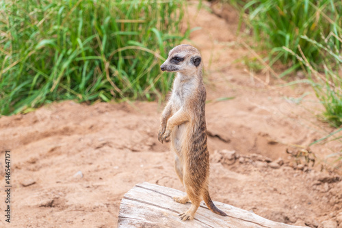 Obraz na płótnie Meerkat, Suricata suricatta, on hind legs. Portrait of meerkat standing on hind legs with alert expression. Portrait of a funny meerkat sitting on its hind legs. w salonie