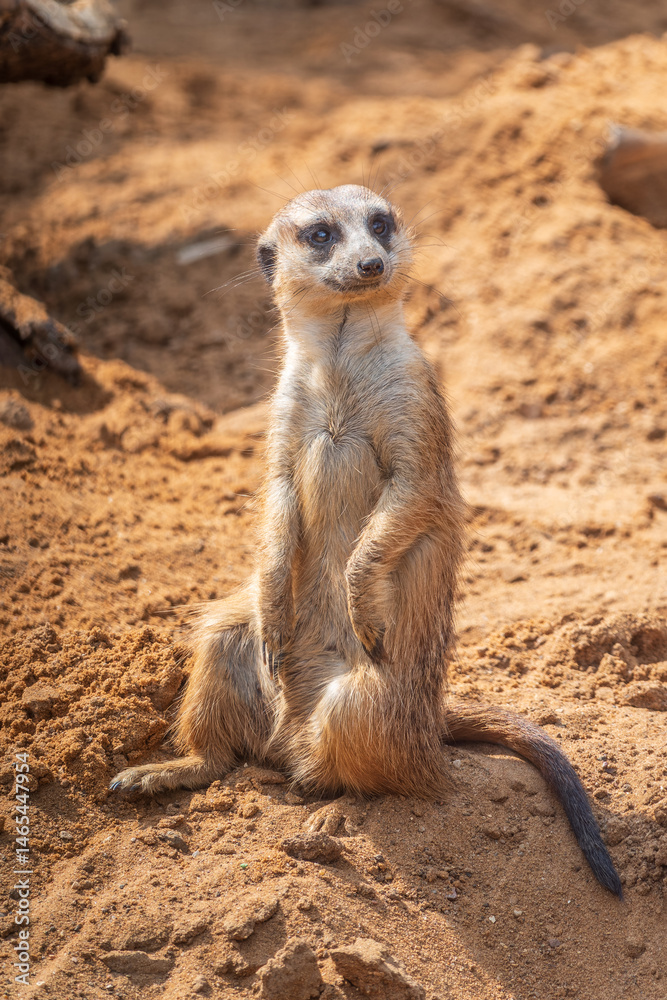 Meerkat, Suricata suricatta, on hind legs. Portrait of meerkat standing on hind legs with alert expression. Portrait of a funny meerkat sitting on its hind legs.