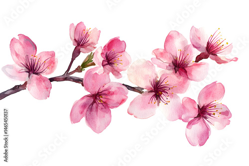 Beautiful cherry blossom branch with soft pink flowers and delicate petals captured in a watercolor style