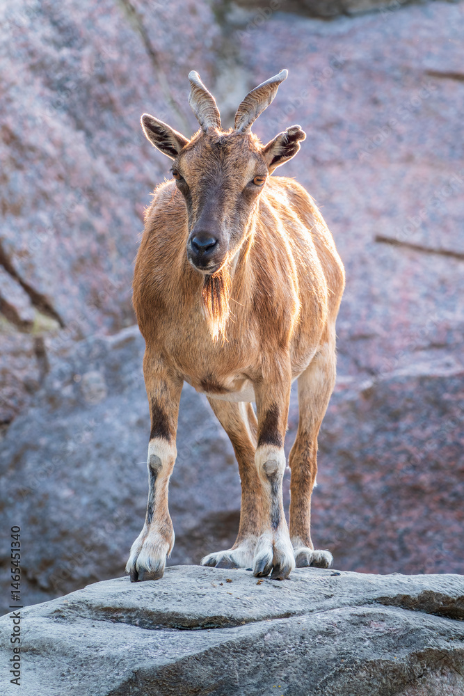 Markhor female on the rock. Latin name - Capra falconeri. Wild goat native to Central Asia, Karakoram and the Himalayas