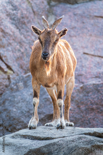 Obraz na płótnie Markhor female on the rock. Latin name - Capra falconeri. Wild goat native to Central Asia, Karakoram and the Himalayas w salonie