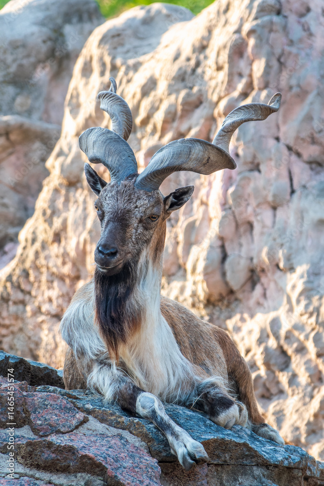 Close-up portrait of Markhor, Capra falconeri, wild goat native to Central Asia, Karakoram and the Himalayas