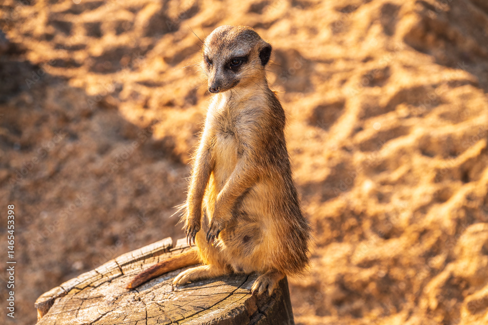 Meerkat, Suricata suricatta, on hind legs. Portrait of meerkat standing on hind legs with alert expression. Portrait of a funny meerkat sitting on its hind legs.