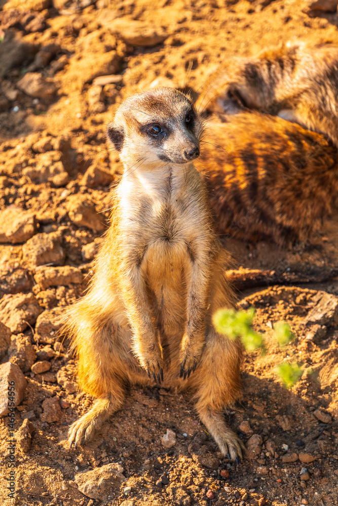Meerkat, Suricata suricatta, on hind legs. Portrait of meerkat standing on hind legs with alert expression. Portrait of a funny meerkat sitting on its hind legs.