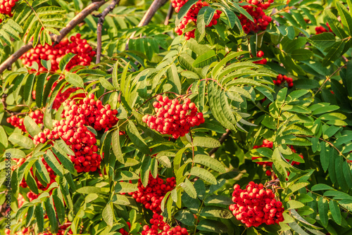 Obraz na płótnie Autumn bright red rowan berries with leaves w salonie