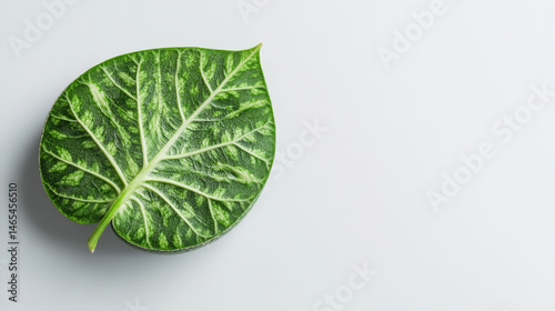 Obraz na płótnie Single melon leaf shown in high detail against a plain white background w salonie