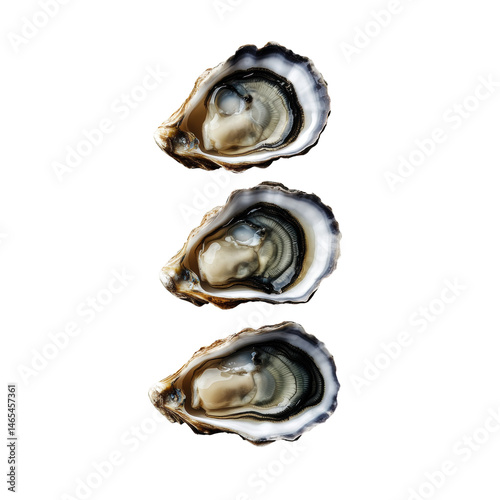 Oysters isolated on transparent background .
