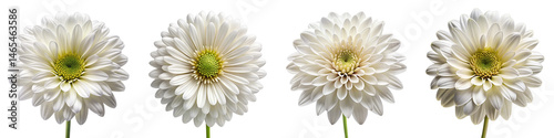 White Daisy Chrysanthemum Flowers Collection – Four Isolated Blooms with Yellow Centers on Transparent Background for Floral Design, Wedding Invitations, and Digital Collage