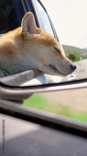 A Joyful Dog Happily Enjoying the Refreshing Wind Blowing Through the Car Window. A dog joyfully leaning out of a car window, fully enjoying the refreshing breeze during a sunny day drive