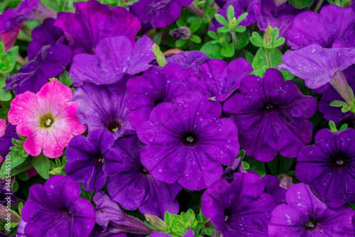 Photo of beautiful flowers in garden Dubai
