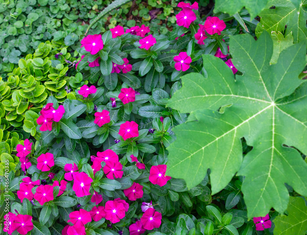 Fototapeta premium Pink flowered vinca in the garden