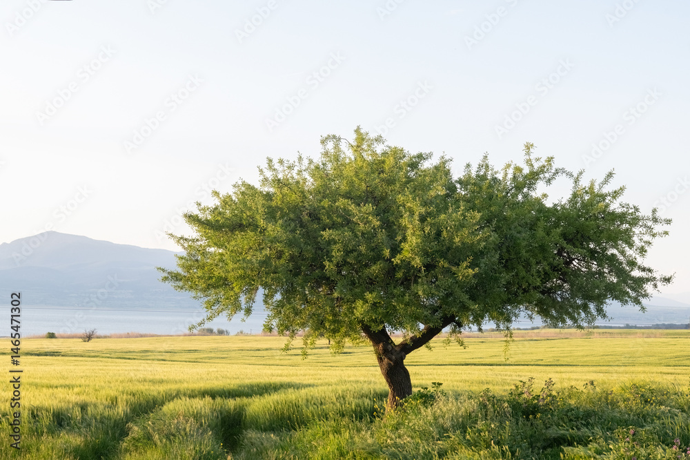 Large wild tree in a grain field, green in color in spring. Large wild tree in a grain field, green in color in spring.