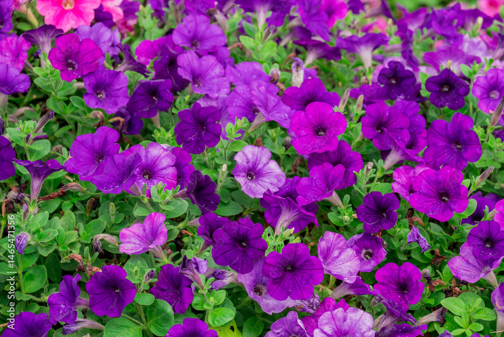 Fototapeta premium Photo of beautiful flowers in garden Dubai
