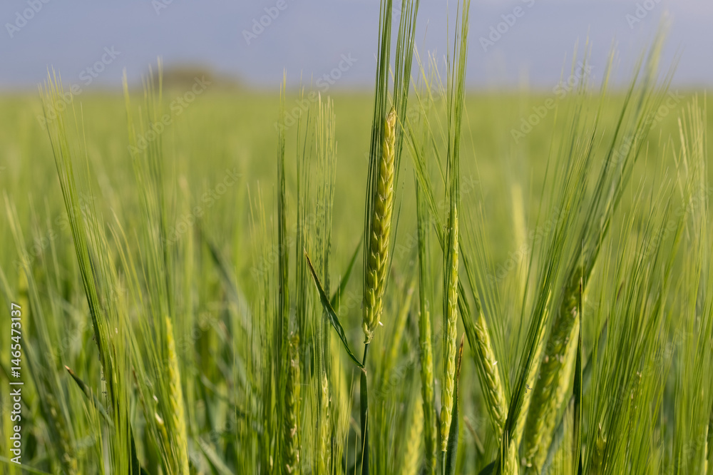 Close-up of a barley plant in a field in spring. Close-up of a barley plant in a field in spring.