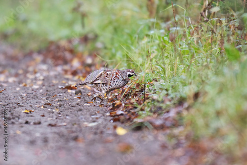 Hazel grouse (Tetrastes bonasia) feeding on the side of a dirt road in autumn.