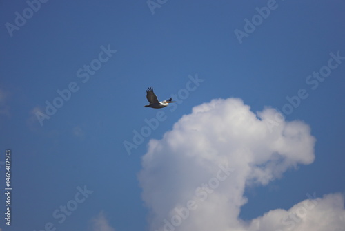 white pelican in flight with spread wings at sunset. a wild bird flies against a blue sky with white clouds. beauty in the wild