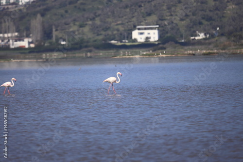 Flamingos Fed In The Wetland in bodrum turkey. Migrating flamingos feed in shallow water.	
