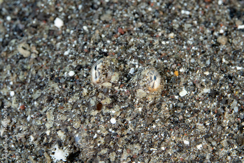 A Peacock sole, Pardachirus pavoninus, camouflages itself on a sandy seafloor in Indonesia. Soles are predatory fish that inhabit sand and rubble bottoms near coral reefs.