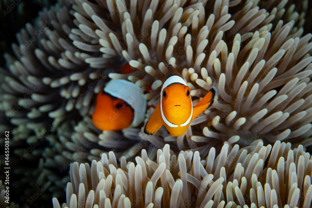 A pair of False clownfish, Amphiprion ocellaris, swim among the tentacles of their host anemone on a reef in Halmahera, Indonesia. This is an example of a mutualistic symbiosis. A pair of False clownfish, Amphiprion ocellaris, swim among the tentacles of their host anemone on a reef in Halmahera, Indonesia. This is an example of a mutualistic symbiosis.