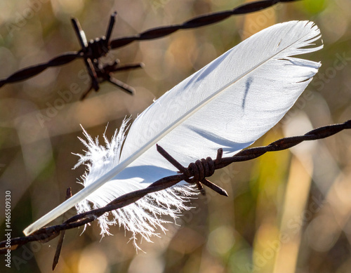 A white dove feather resting on rusted barbed wire, surrounded by sunlight.
