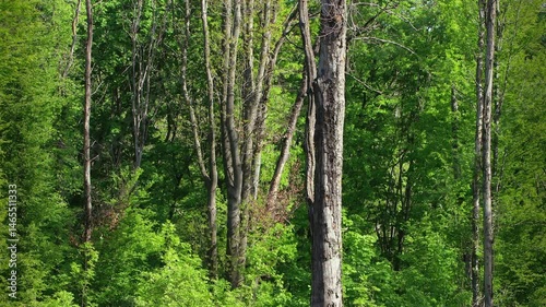 Old tree trunk in fresh green forest.
