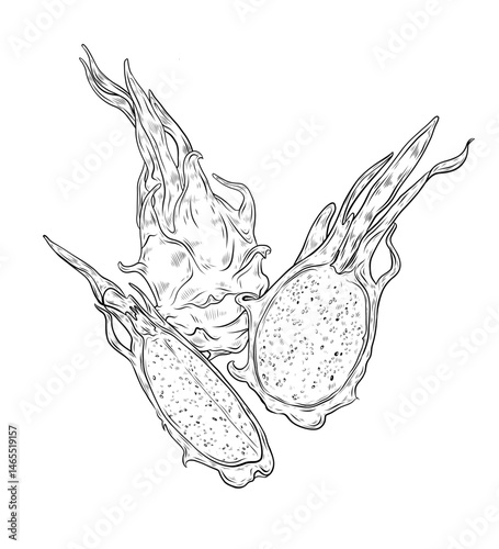Vector composition with dragon fruit. Pitahaya fruit whole and in section, parts of dragon fruit. Exotic fruit, tropical food. Hand drawn graphics, line drawing, ink. Packaging design, menu.