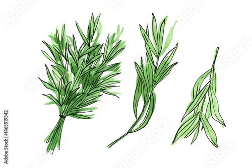 Tarragon. Food illustrations. Vegetable sketch watercolor and ink. Fresh farm products