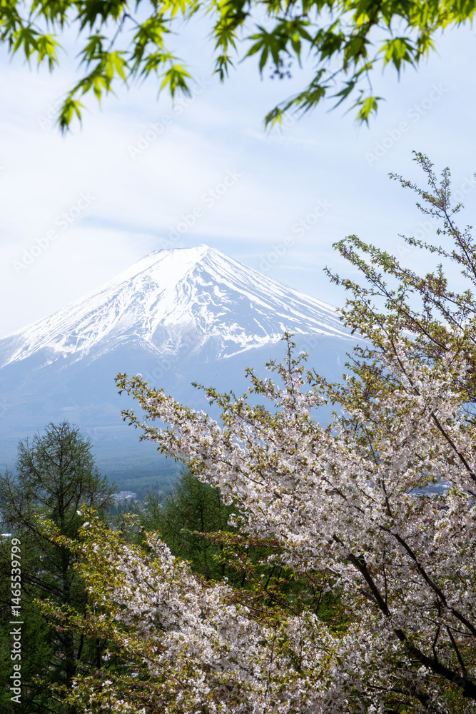 Cherry blossoms framing majestic mount fuji in springtime japan