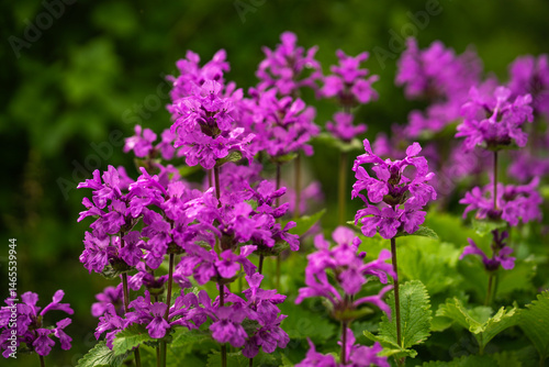 Betonica officinalis.Letterberry officinalis , a perennial herbaceous plant of the Jasnotaceae family