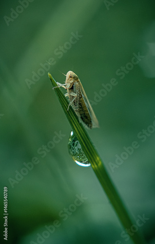The green cicada Cicadella viridis, a Palearctic species of hemiptera.