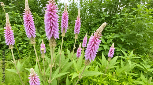 Echium Candicans
