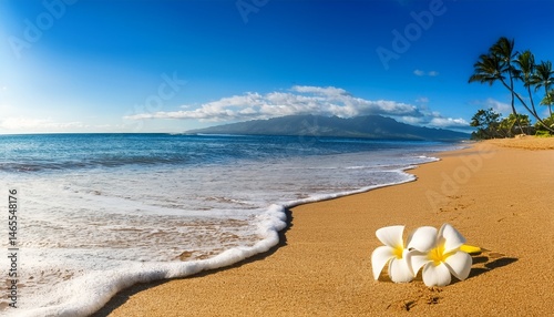 usa hawaii maui kihei beach with fallen plumeria bloom surfline