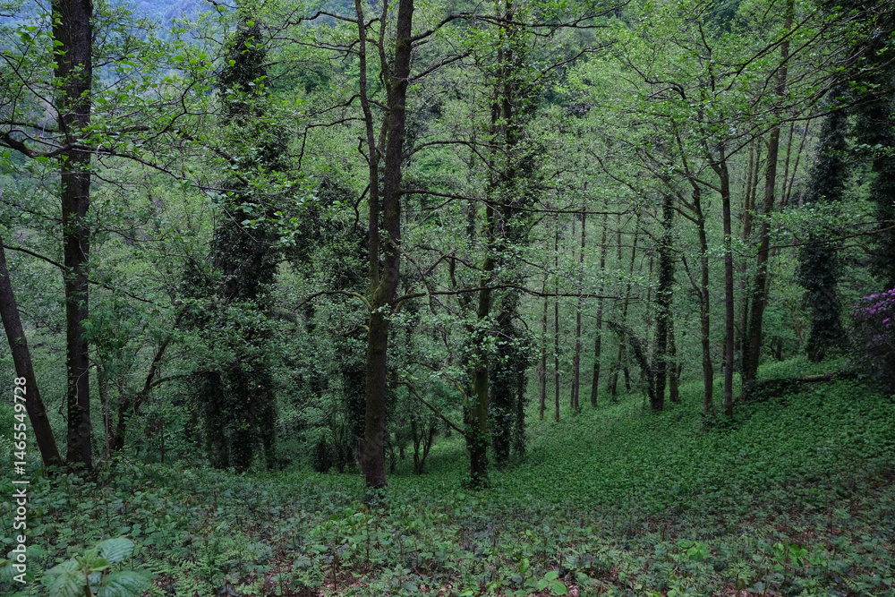 Fototapeta premium Spring forest trees and shrubs. Greenery.