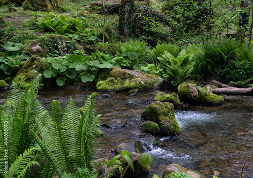Mountain creek, mossy rocks, fern. Humid forest