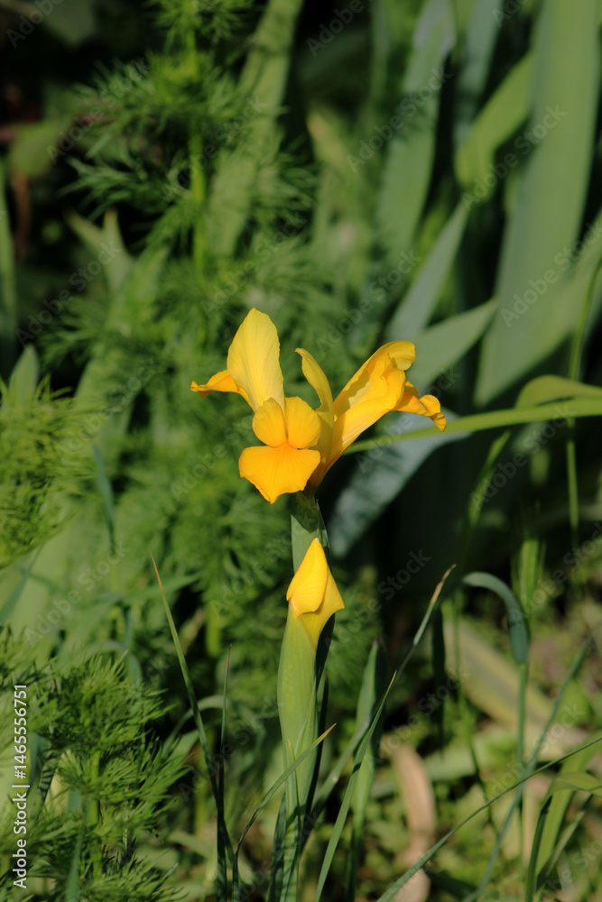 Fototapeta premium Vertical photo of garden flower. Yellow iris.