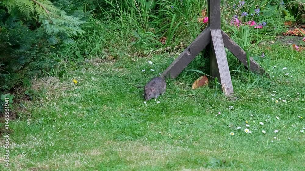 Wild rat sniffing around a bird table looking for seeds and scraps in a rural garden. Push in shot Wild rat sniffing around a bird table looking for seeds and scraps in a rural garden. Push in shot